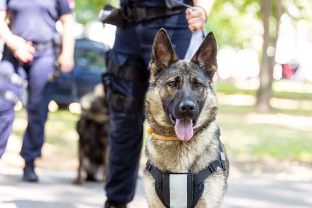 Worker installing steel shuttering on a vacant property